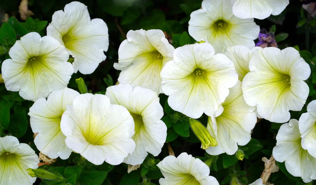 White Morning Glory Petals Green gray Leaves