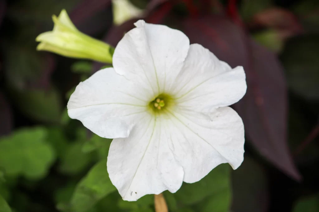 White Morning Glory Petals Center Stamen
