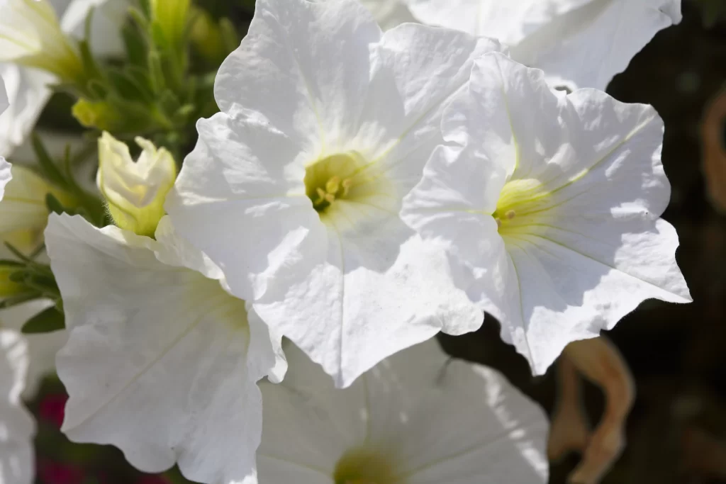 White Morning Glory Petals Sunlight Center