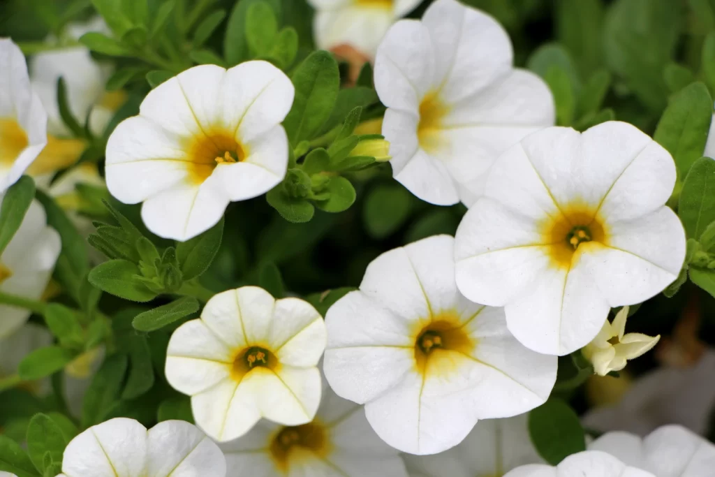 White Morning Glory Petals Yellow Center Green Leaves