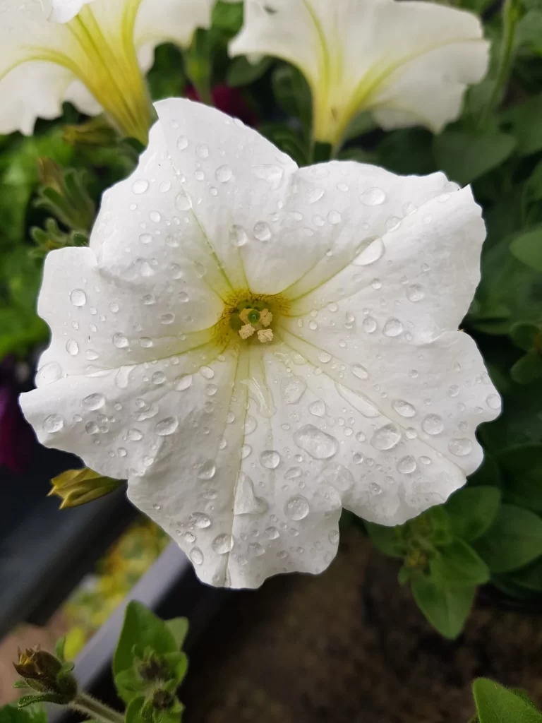 White Morning Glory Petals Dewdrops Yellow Center