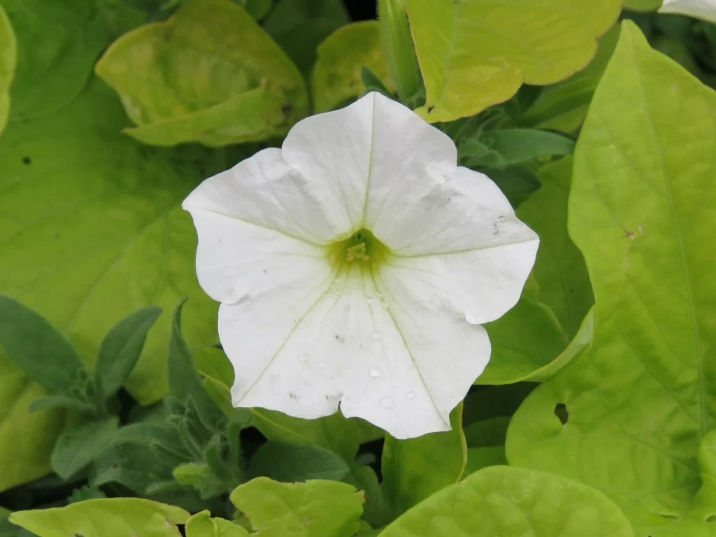 White Morning Glory Petals Leaves Dewdrops