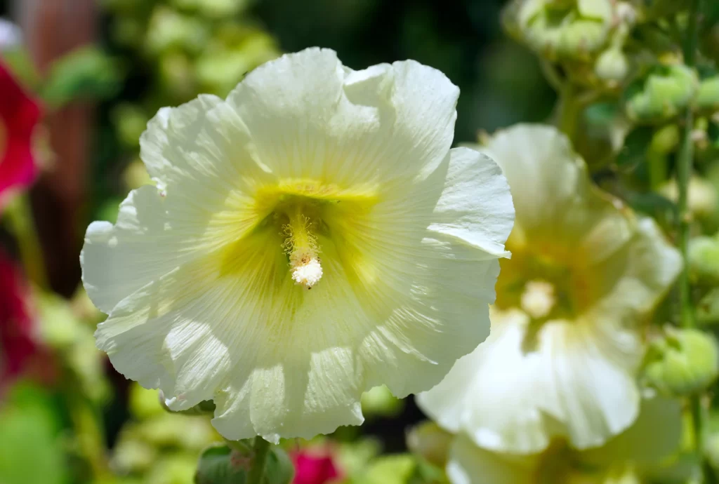 White Morning Glory Petals Yellow Center