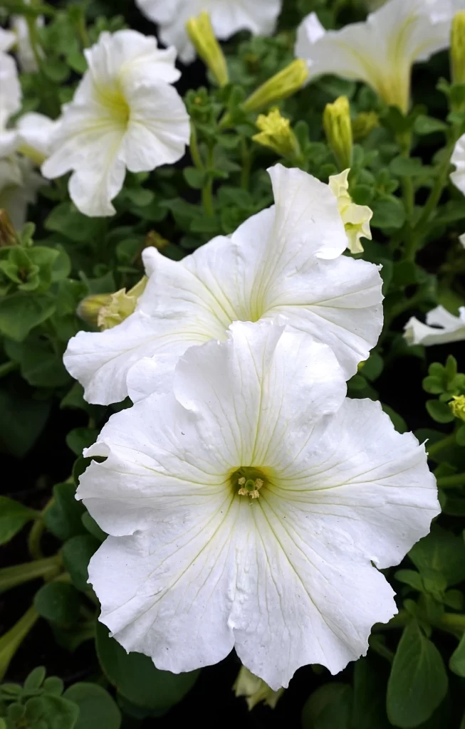 White Morning Glory Petals Green gray Leaves