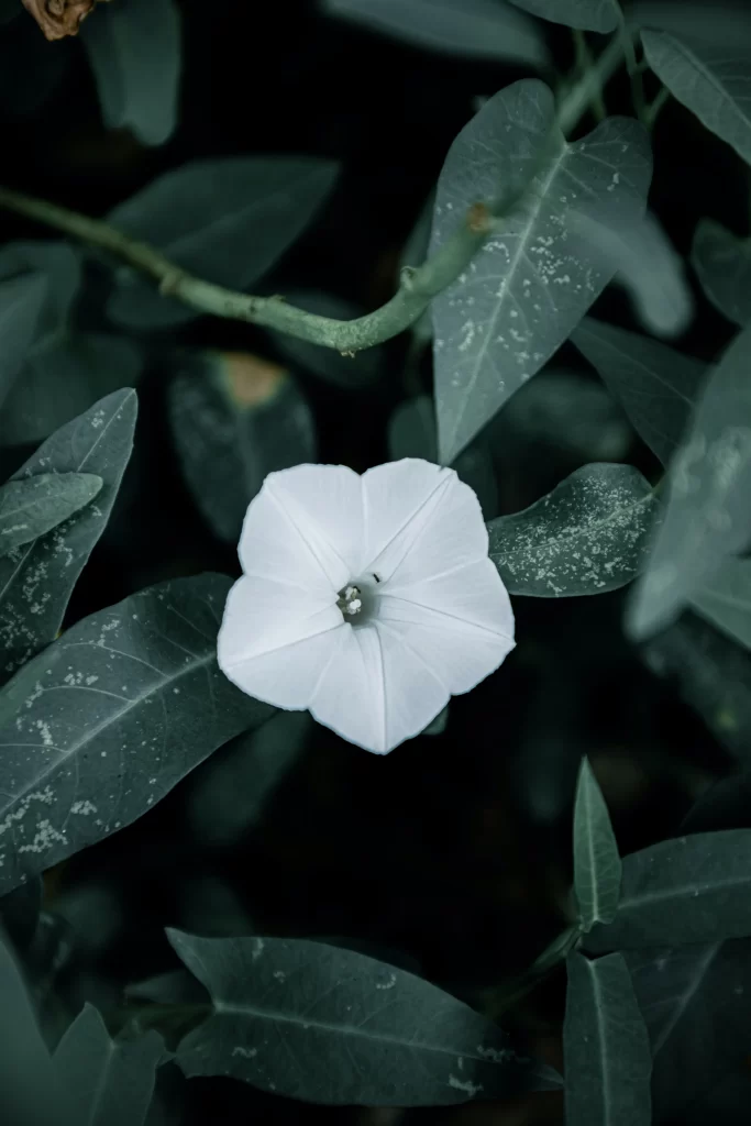 White Morning Glory Petals Green Leaves