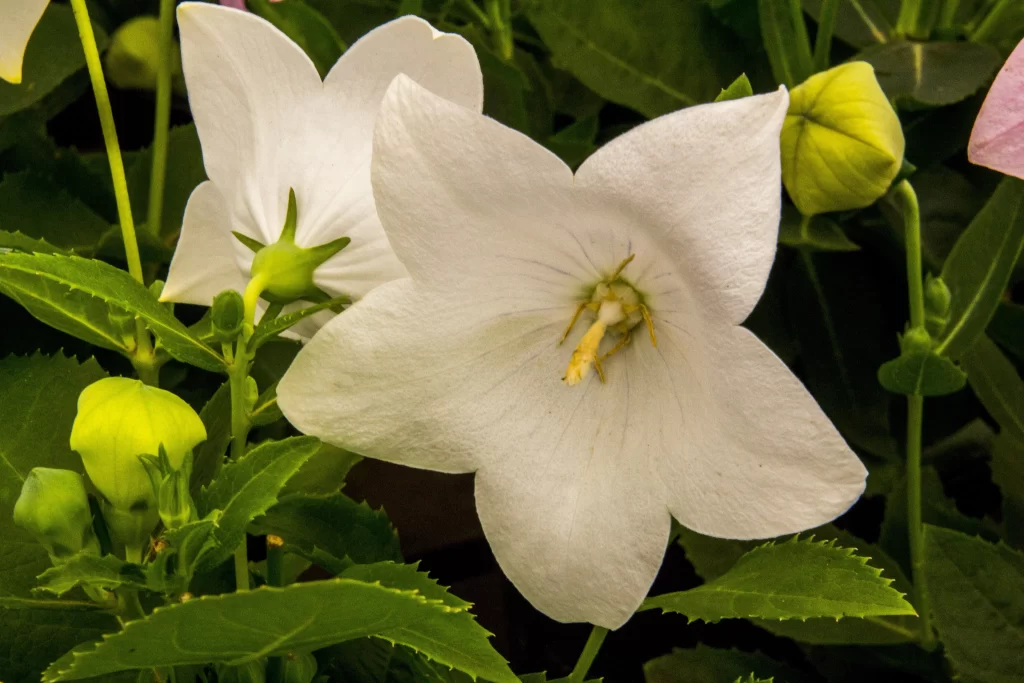 White Morning Glory Petals Stamen Green Leaves