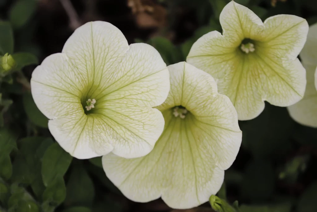 White Morning Glory Petals Veins Green
