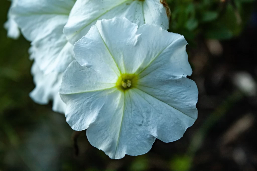 White Morning Glory Petals Center Green