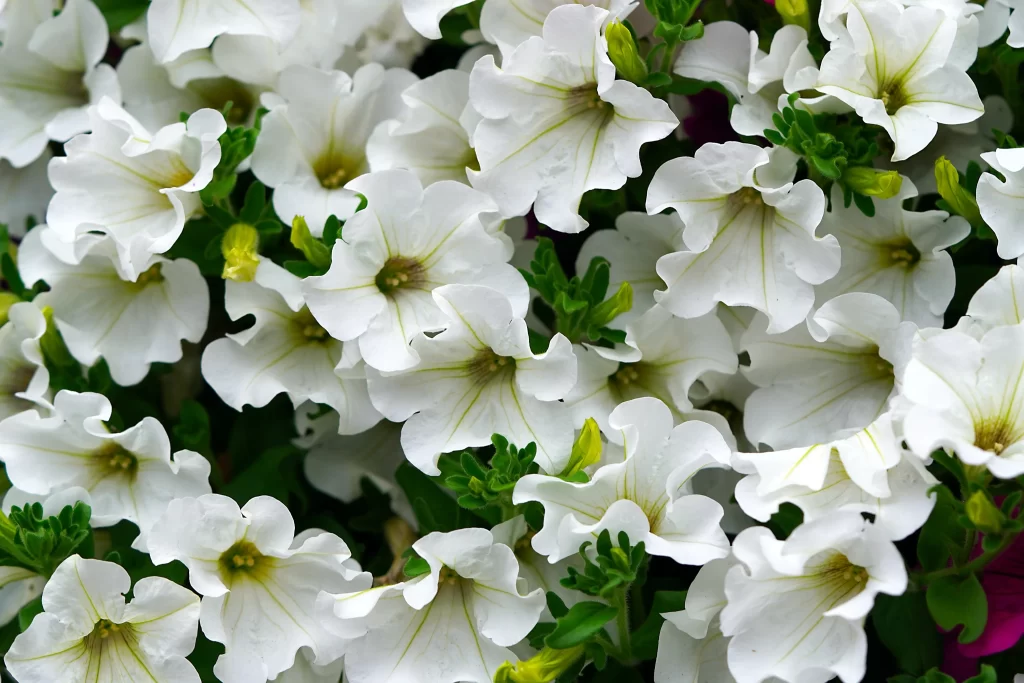 White Morning Glory Petals Green gray Leaves