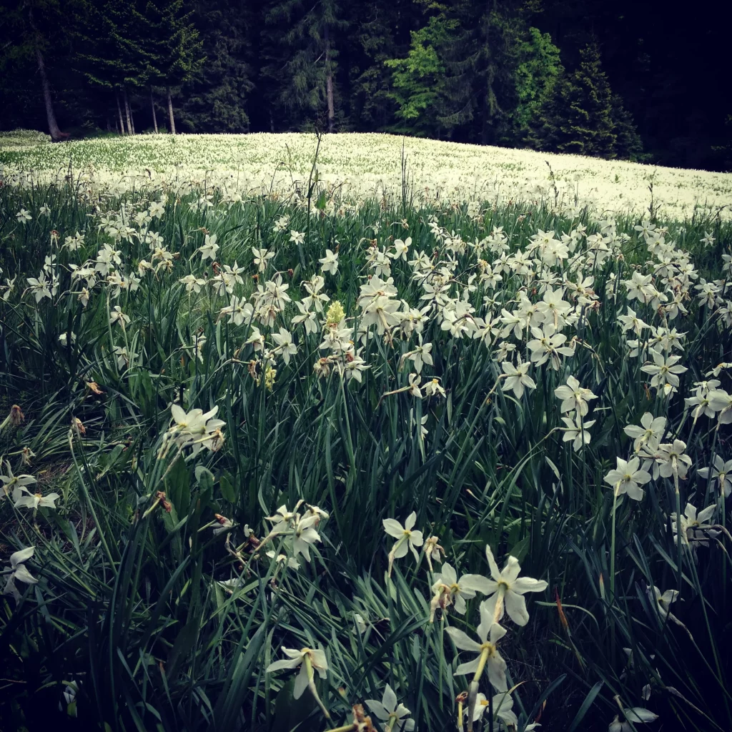 White Narcissus Blooming Petals Greenery Forest