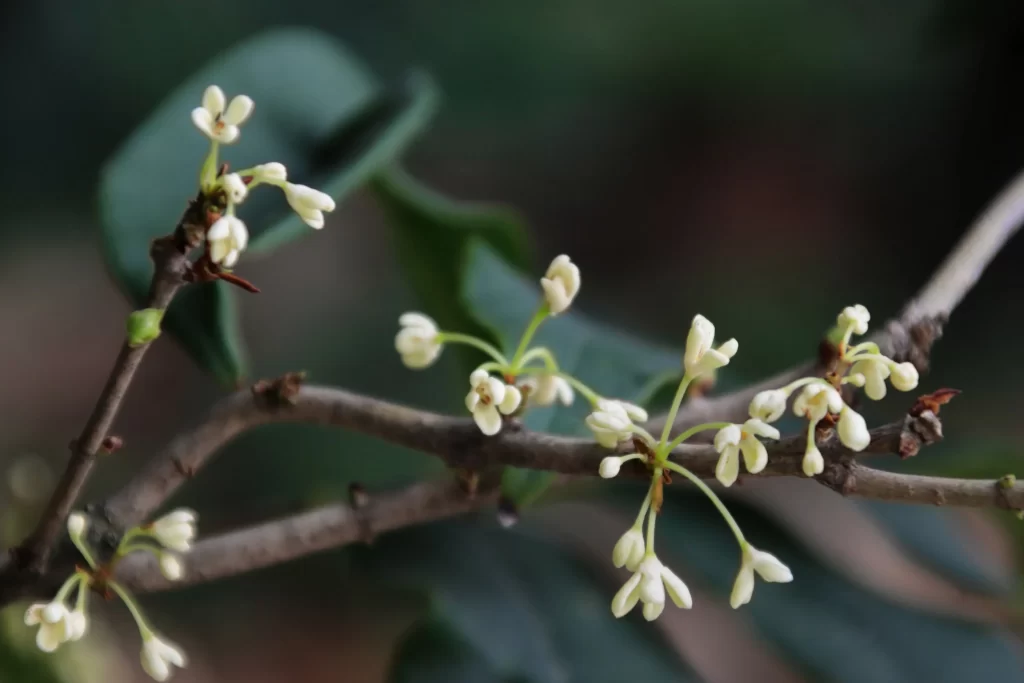 White Osmanthus Blooming Delicate Petals Nature
