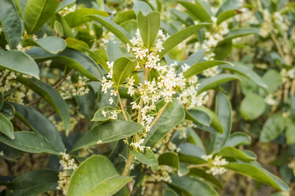 White Osmanthus Blooming Petals Green Leaves