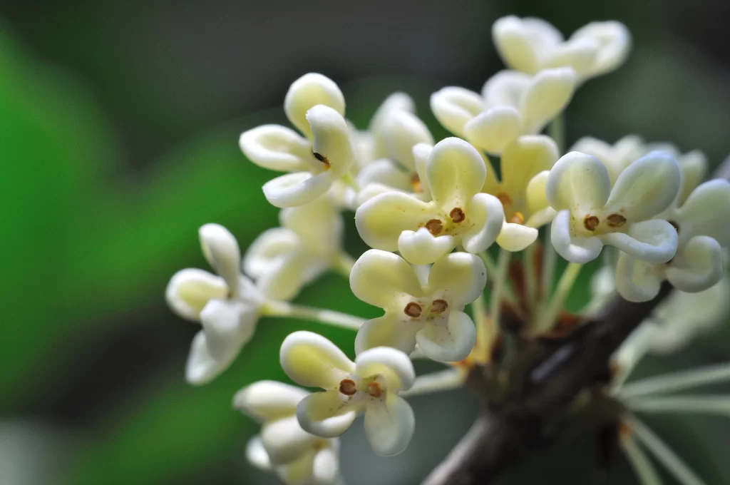 White Osmanthus Cluster Petals Green Background