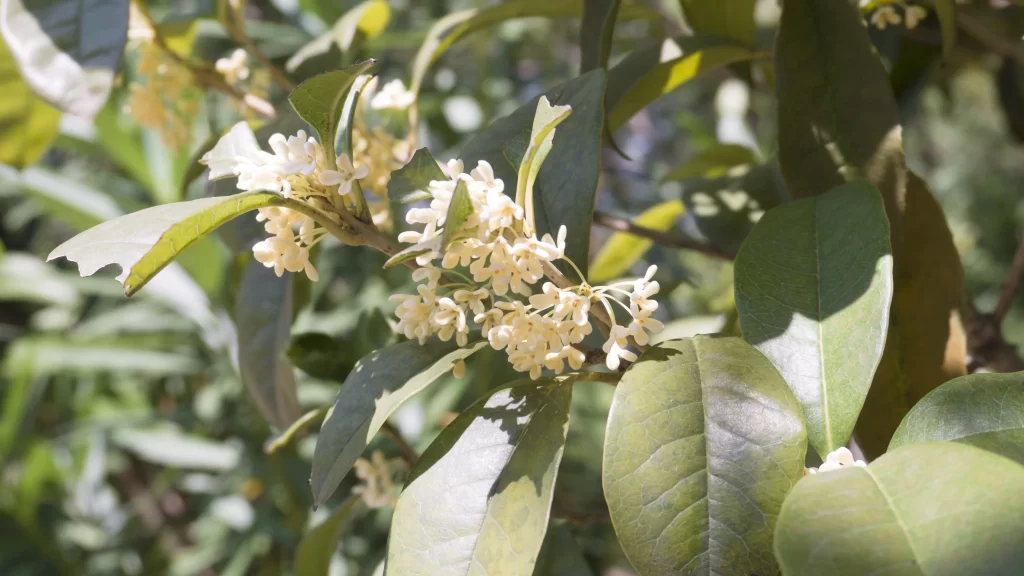 White Osmanthus Cluster Petals Green warm Leaves