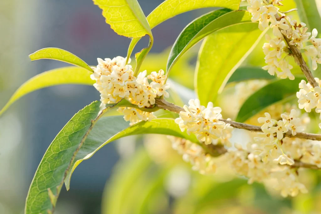 White Osmanthus Cluster Petals Green warm Leaves