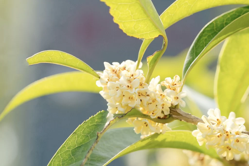White Osmanthus Cluster Petals Green warm Leaves