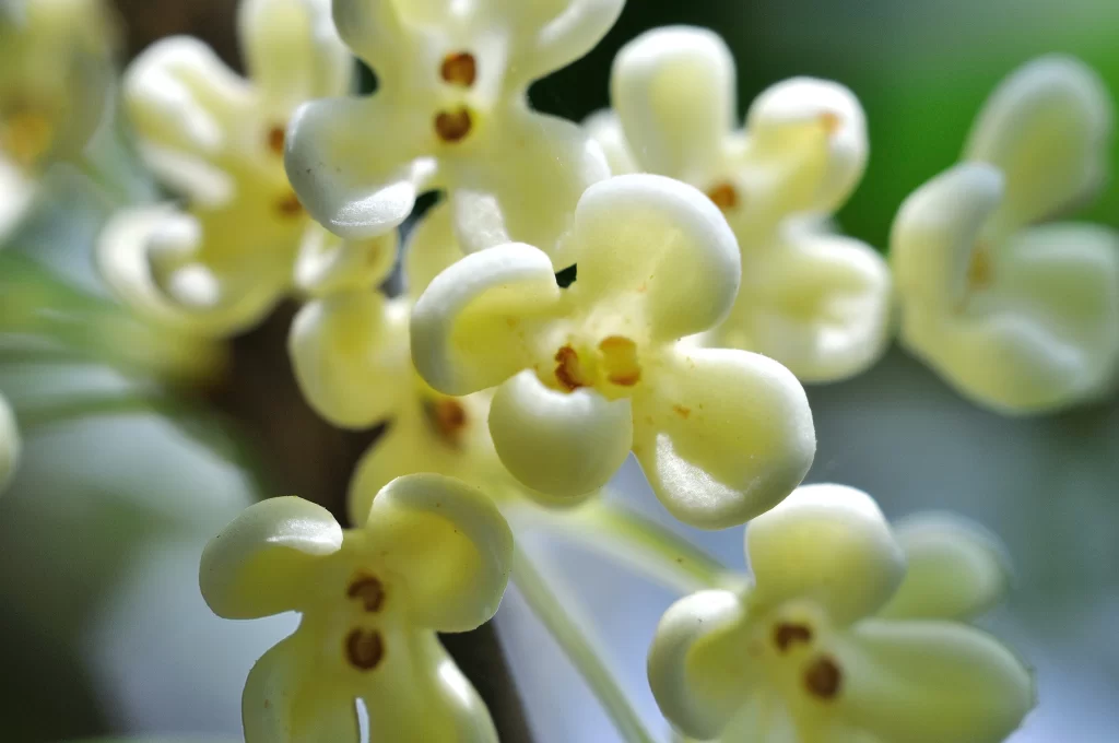 White Osmanthus Petals Yellow Center Delicate