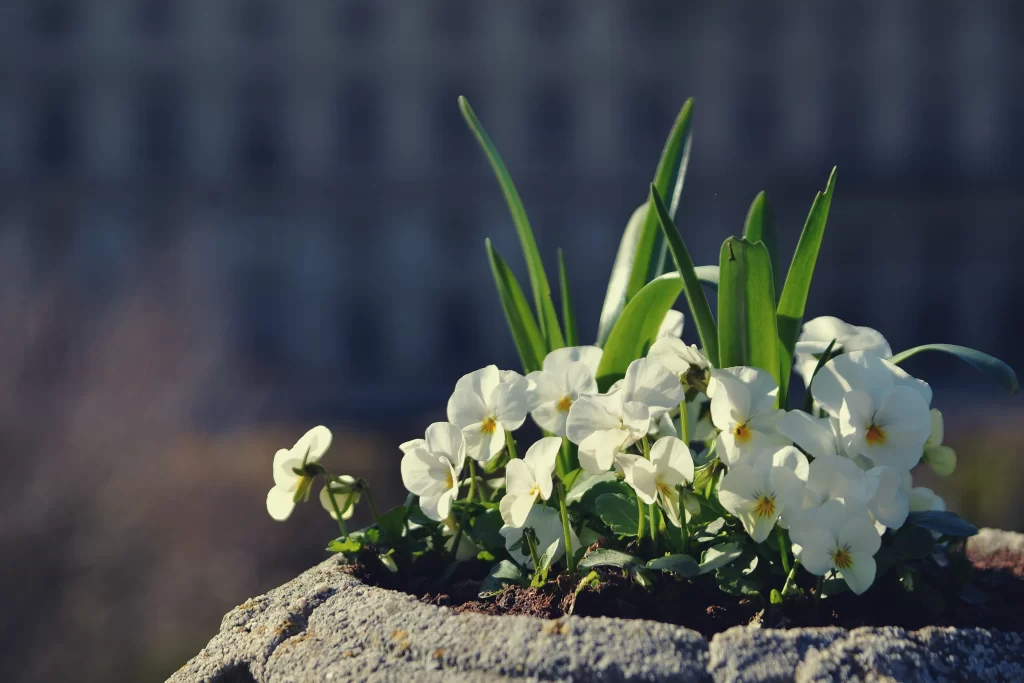 White Pansy Blooms Petals Green Leaves