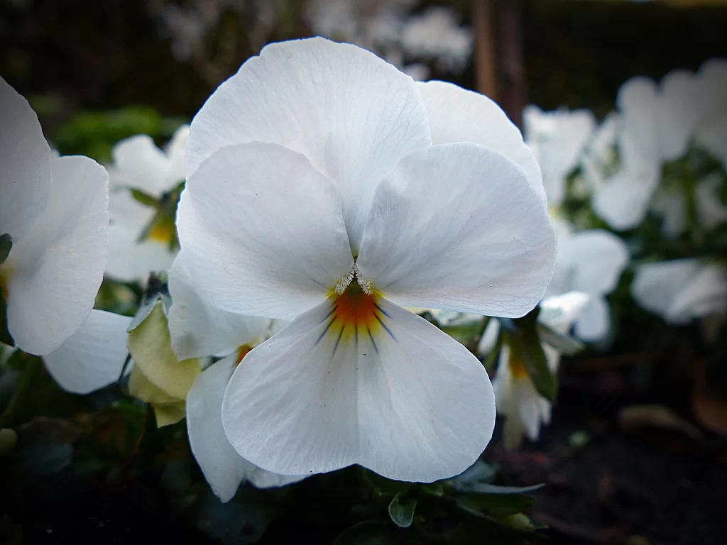 White Pansy Petals Yellow Center Blue Lines