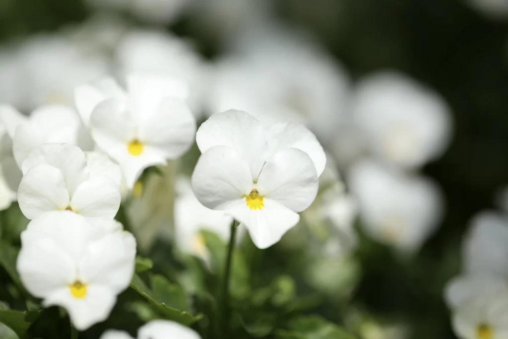 White Pansy Petals Yellow Center Green gray Leaves