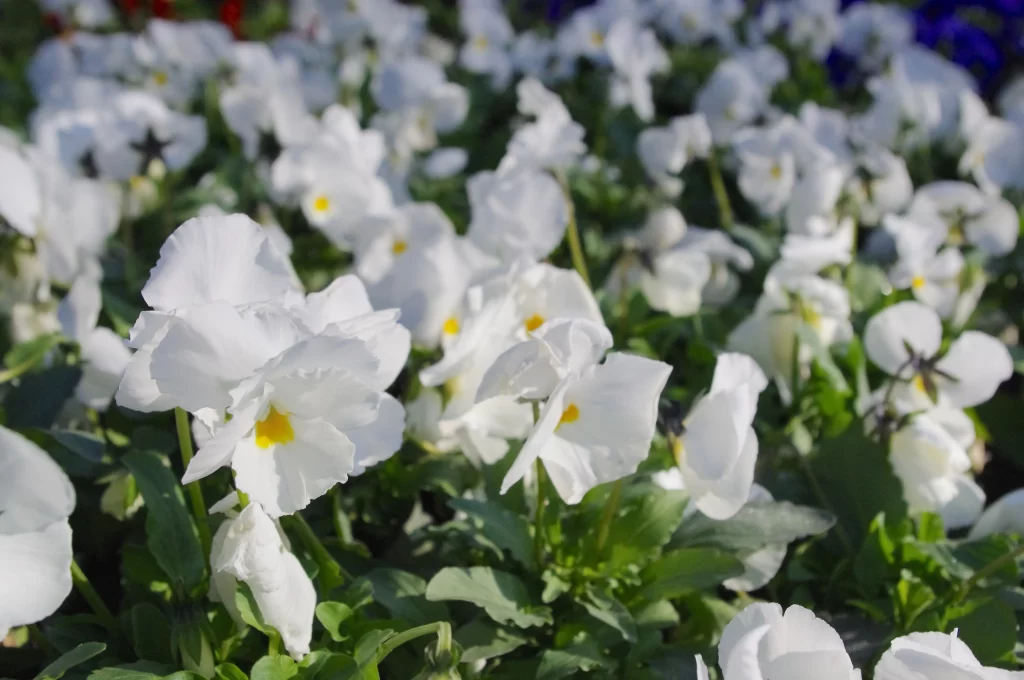 White Pansy Petals Yellow Center Green gray Leaves