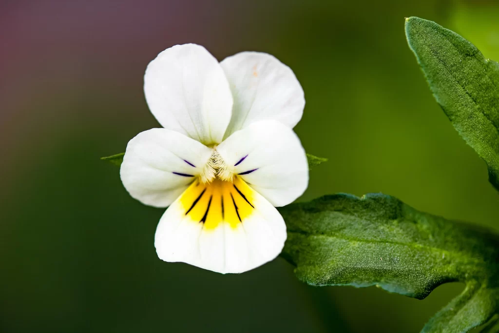 White Pansy Yellow Center Purple Lines Petals Green Leaves