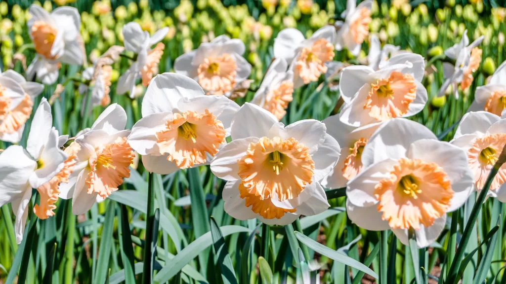 White Peach Daffodil Petals Sunlit Garden