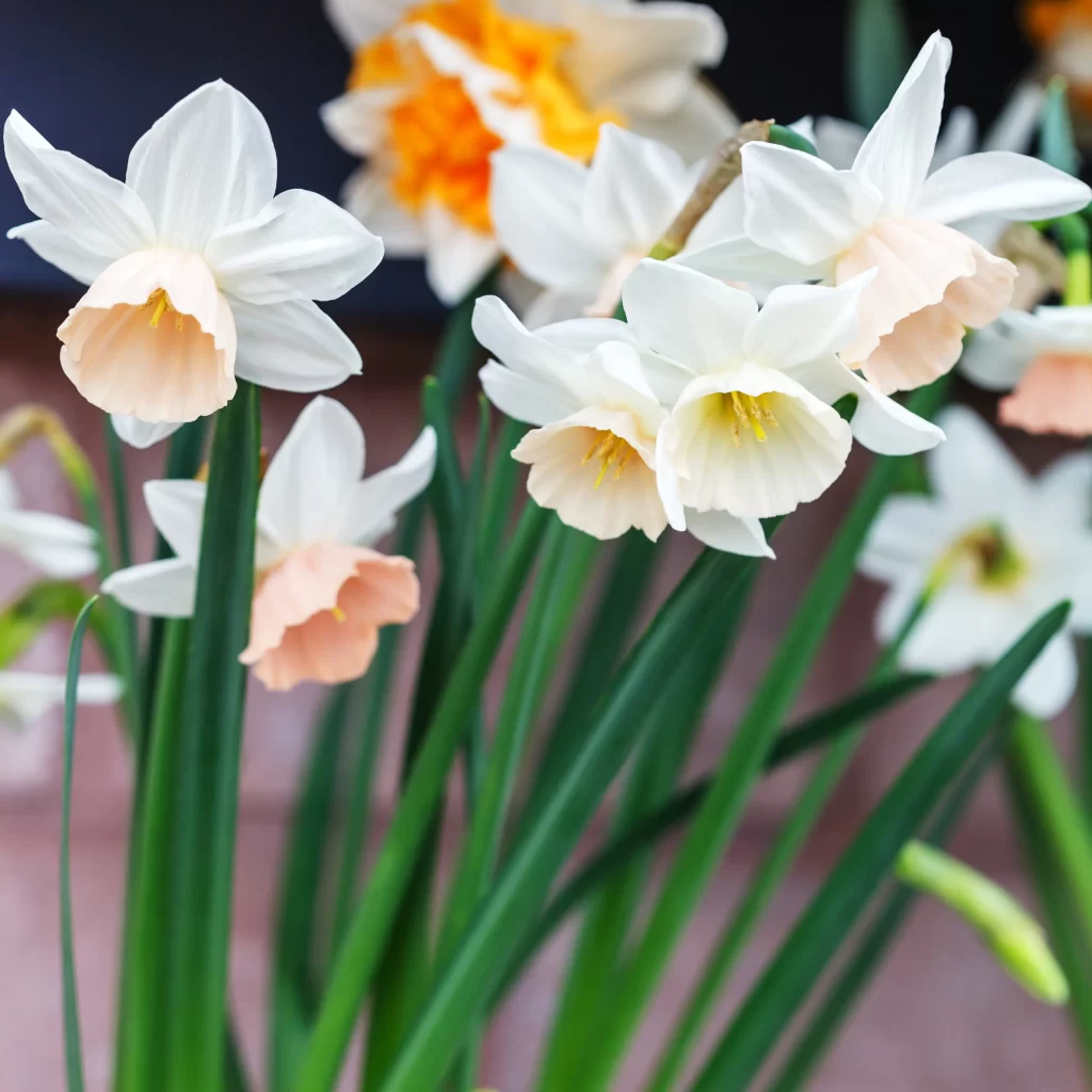 White Peach Daffodil Petals Trumpet Green