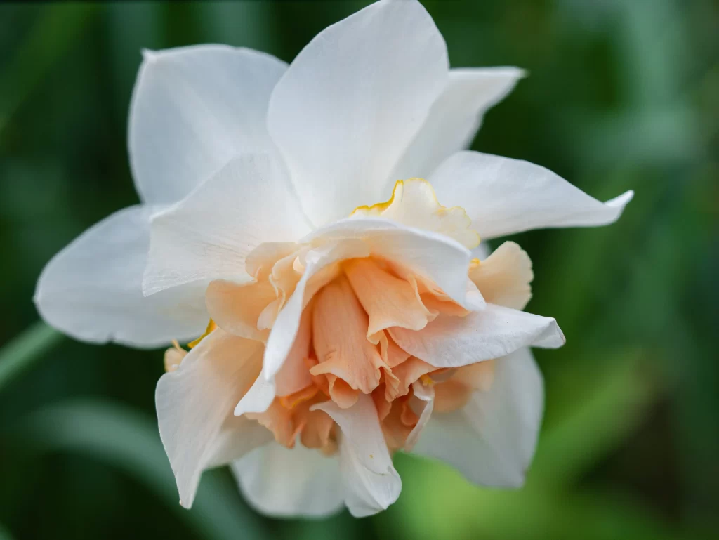 White Peach Daffodil Ruffled Petals Green Background
