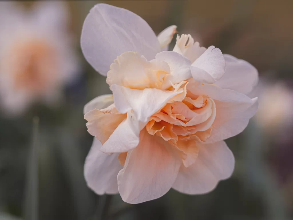 White Peach Daffodil Ruffled Petals Soft Focus