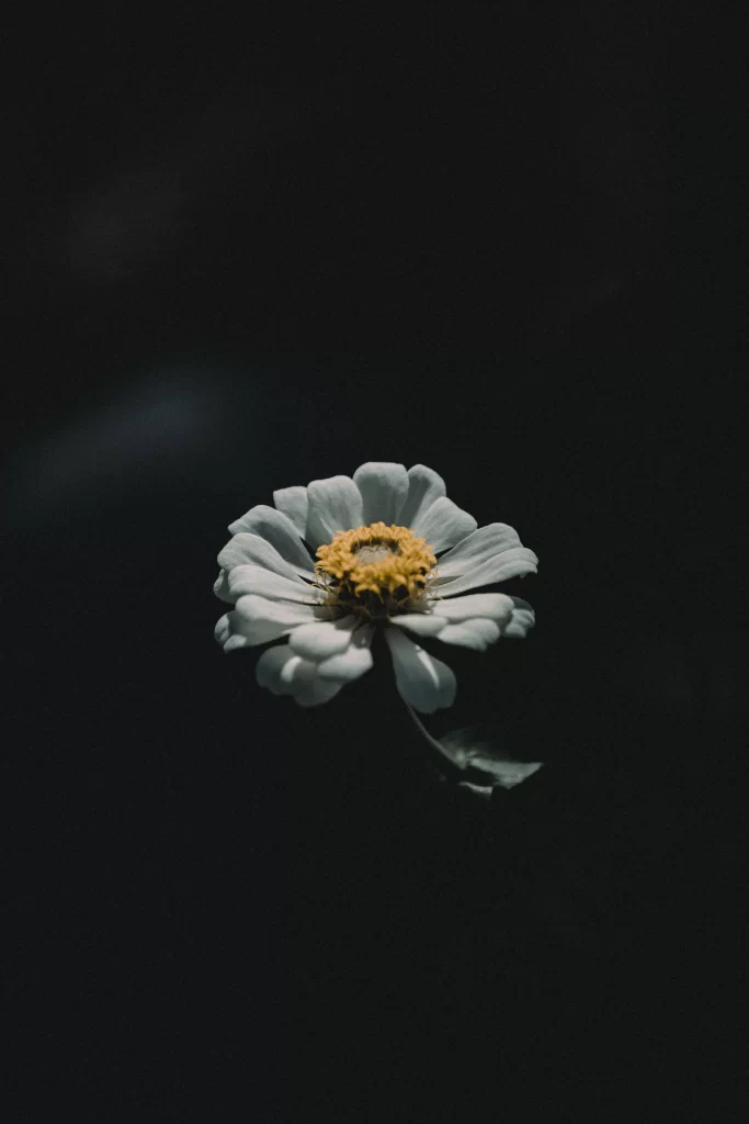 White Petals Yellow Center