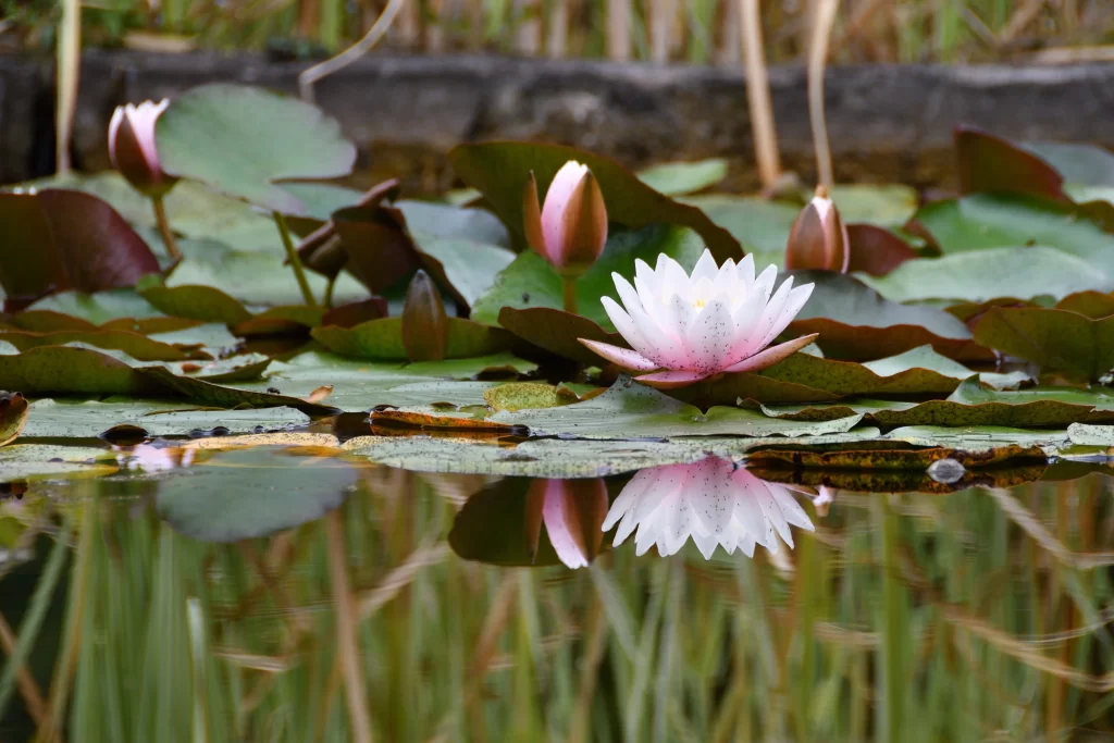 White Pink Water Lily Petals Reflection Pond