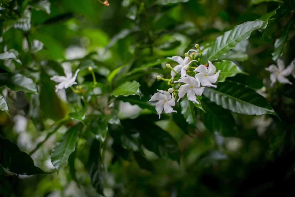 White Plumeria Fragrant Petals Green Leaves