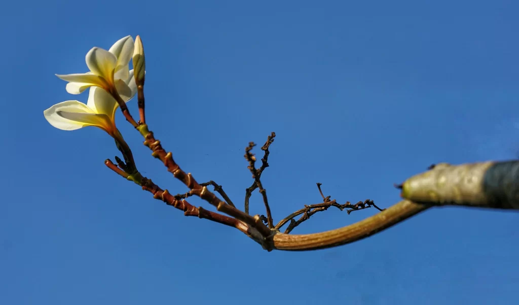 White Plumeria Petals Branch Blue Sky