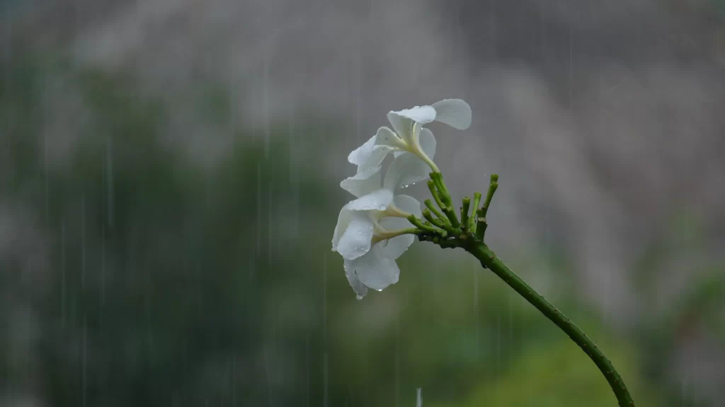 White Plumeria Petals Dewdrops Raindrops