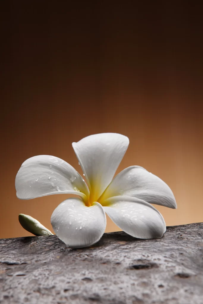 White Plumeria Petals Dewdrops Stone Texture