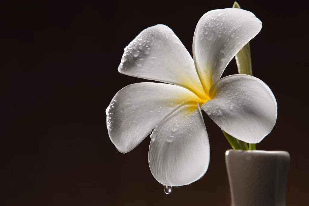 White Plumeria Petals Dewdrops Yellow gray Center