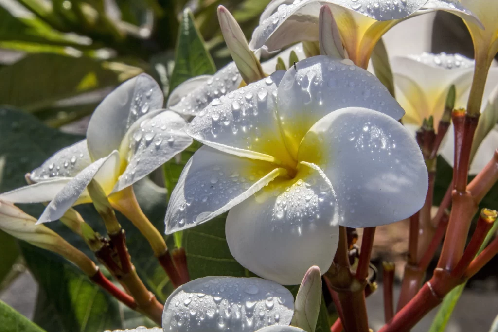 White Plumeria Petals Dewdrops Yellow gray Center