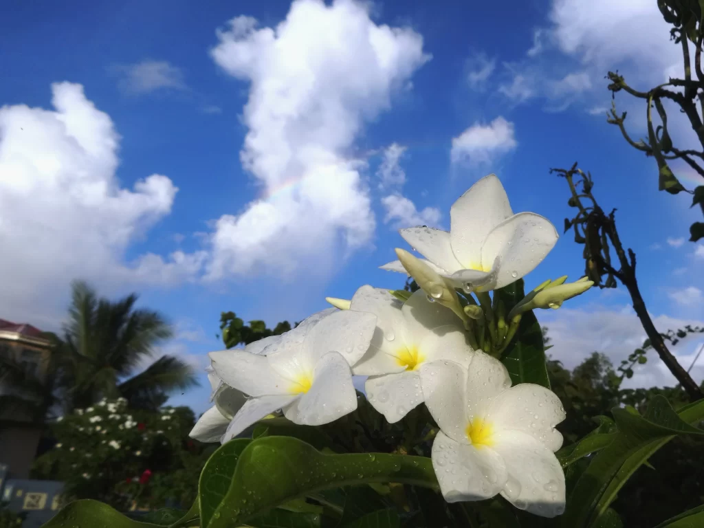 White Plumeria Petals Dewdrops Blue Sky Clouds