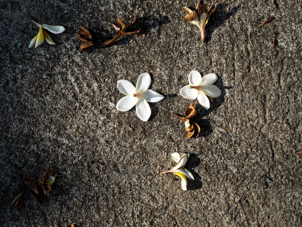 White Plumeria Petals Fallen Ground
