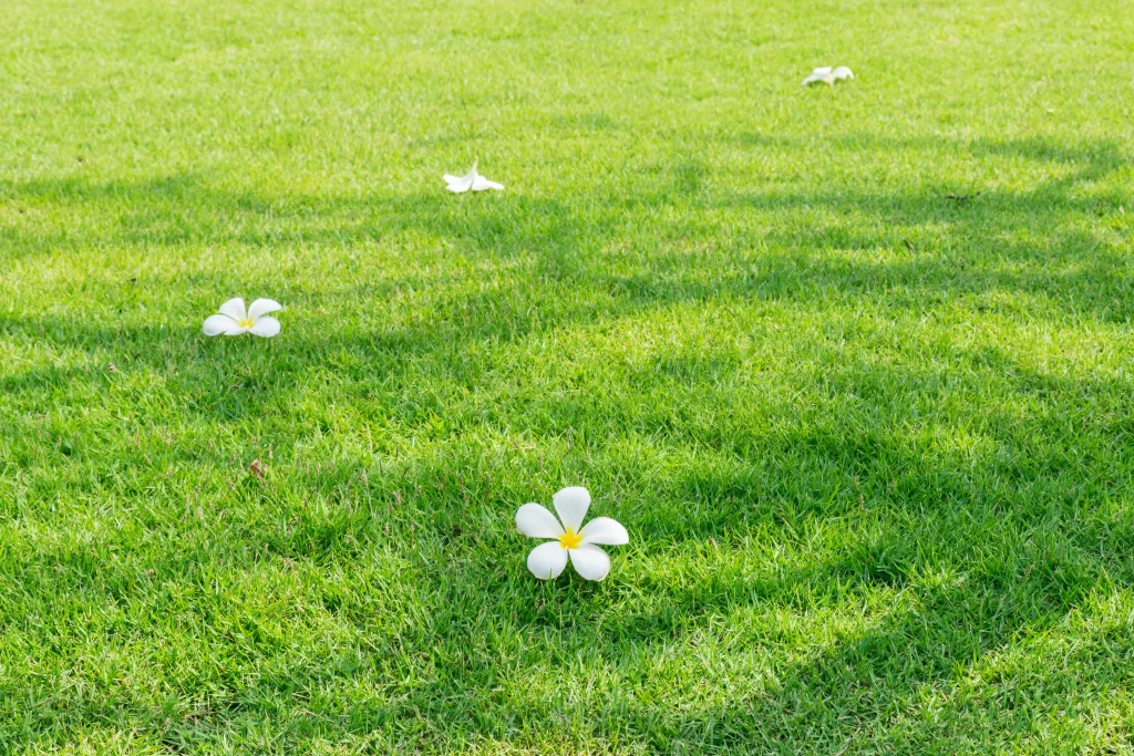 White Plumeria Petals Grass Sunlit