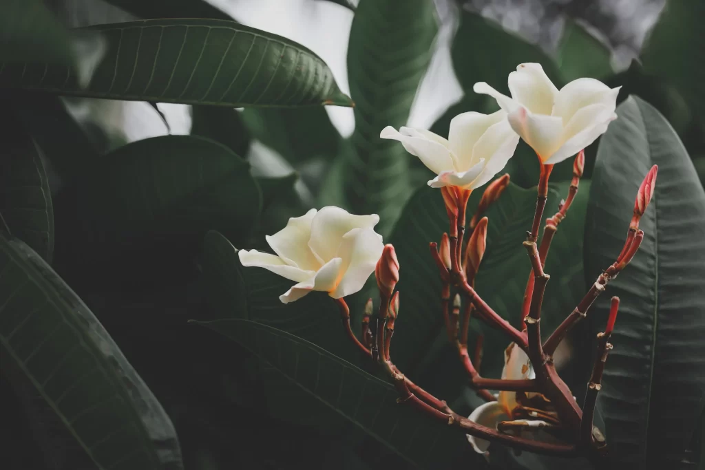 White Plumeria Petals Green Leaves Red Stems