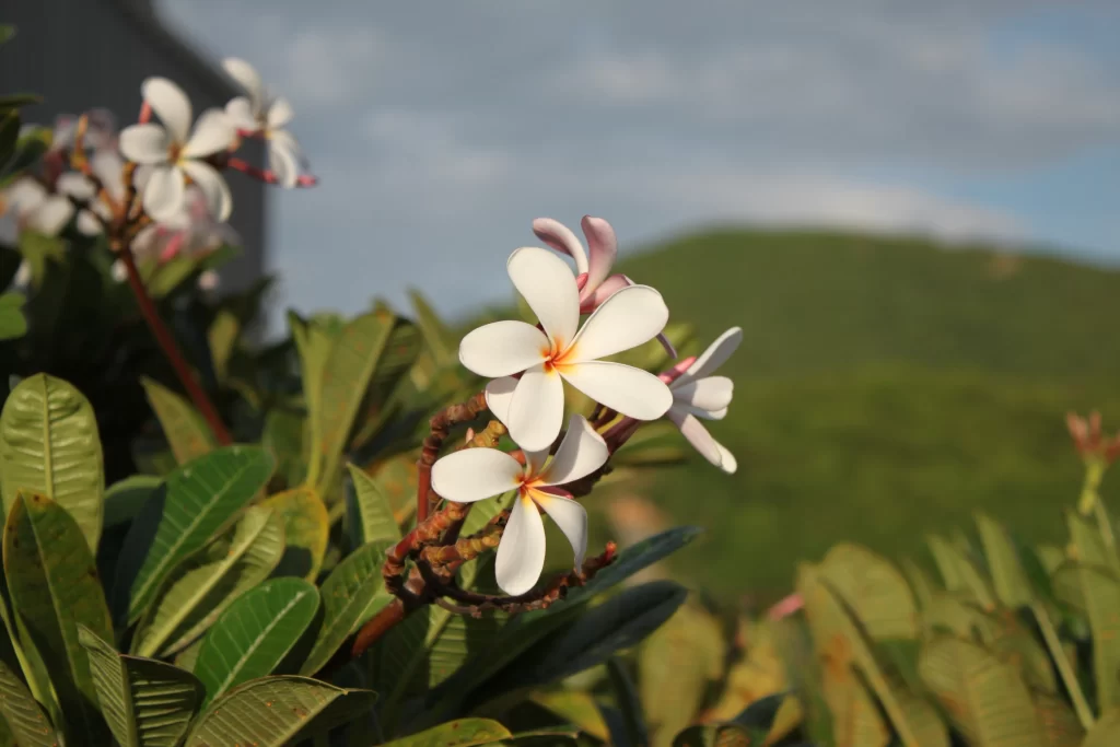 White Plumeria Petals Green Leaves Nature