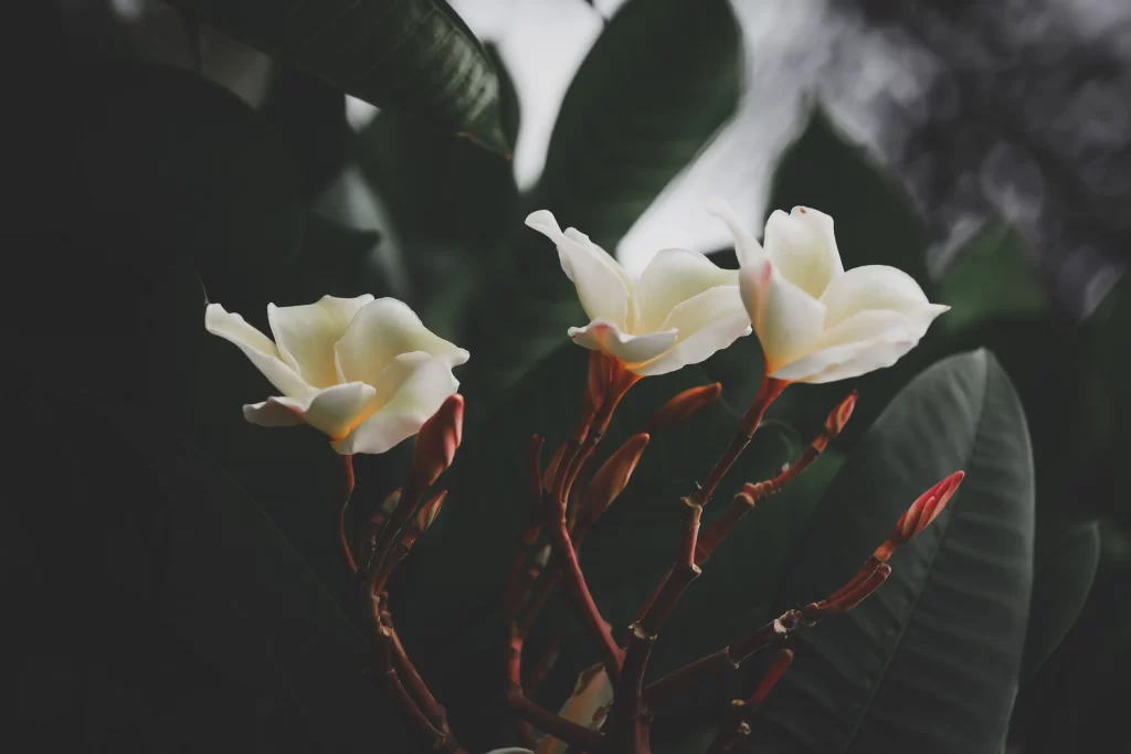 White Plumeria Petals Green Leaves