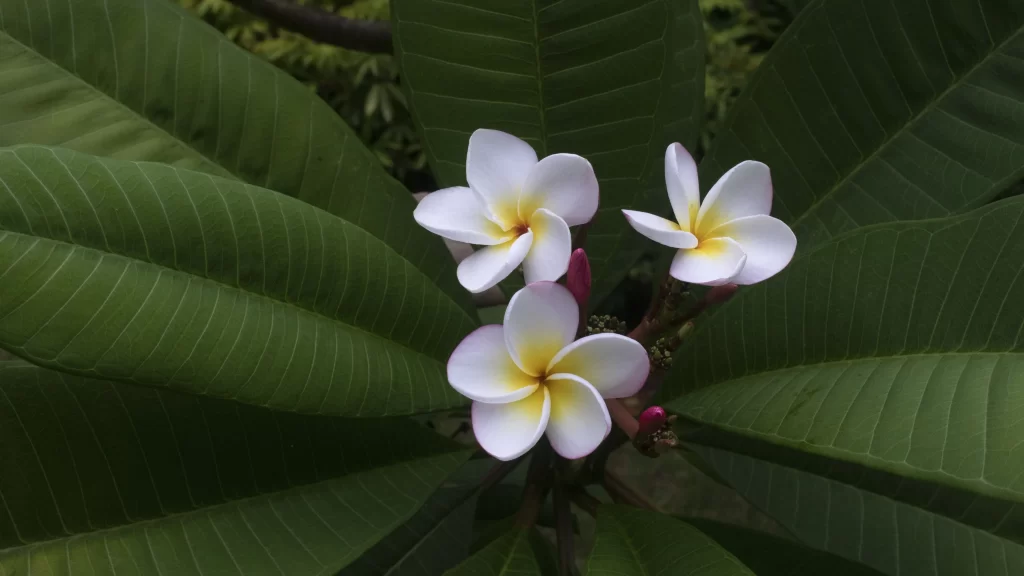 White Plumeria Petals Yellow Center Green gray Leaves