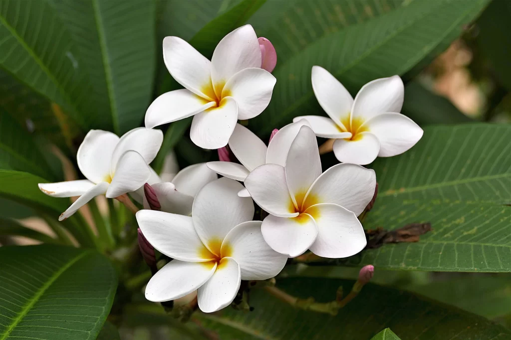 White Plumeria Petals Yellow Center Green warm Leaves
