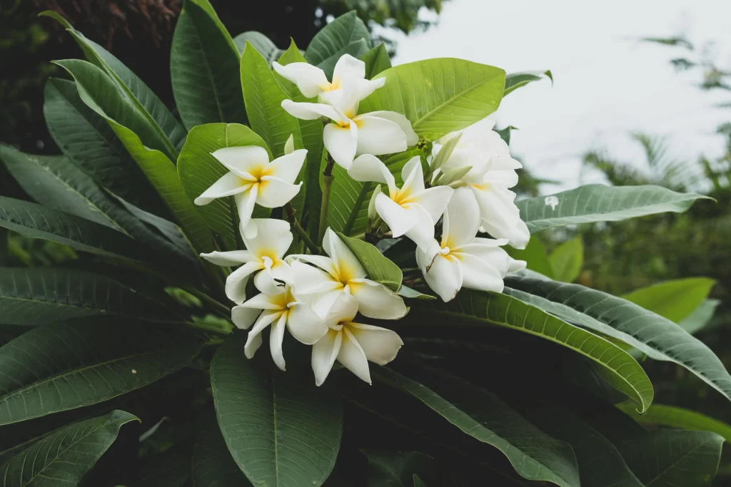 White Plumeria Petals Yellow Center Green gray Leaves