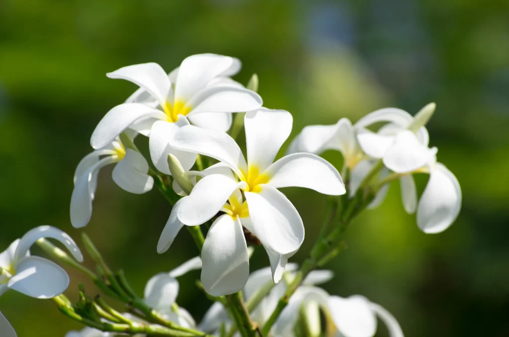 White Plumeria Petals Yellow Center Green Stems
