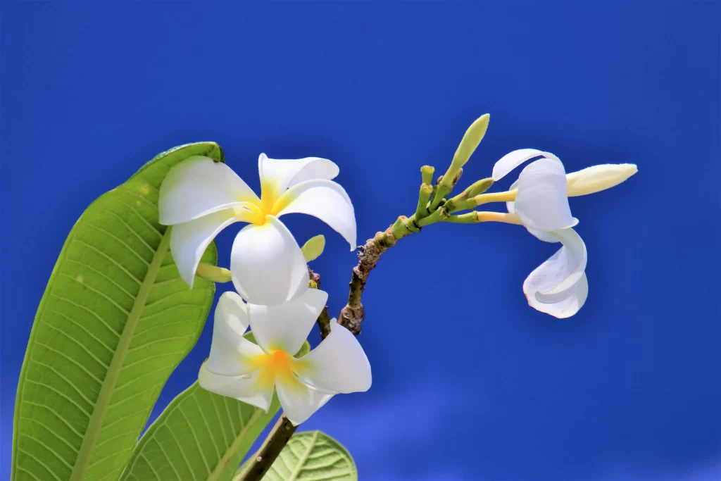 White Plumeria Petals Yellow Center Green Leaves Blue cool Sky