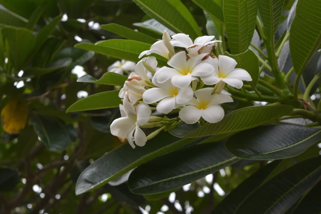 White Plumeria Petals Yellow Center Green warm Leaves